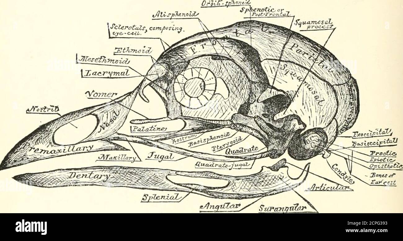 Principal Axis Hi Res Stock Photography And Images Page 3 Alamy