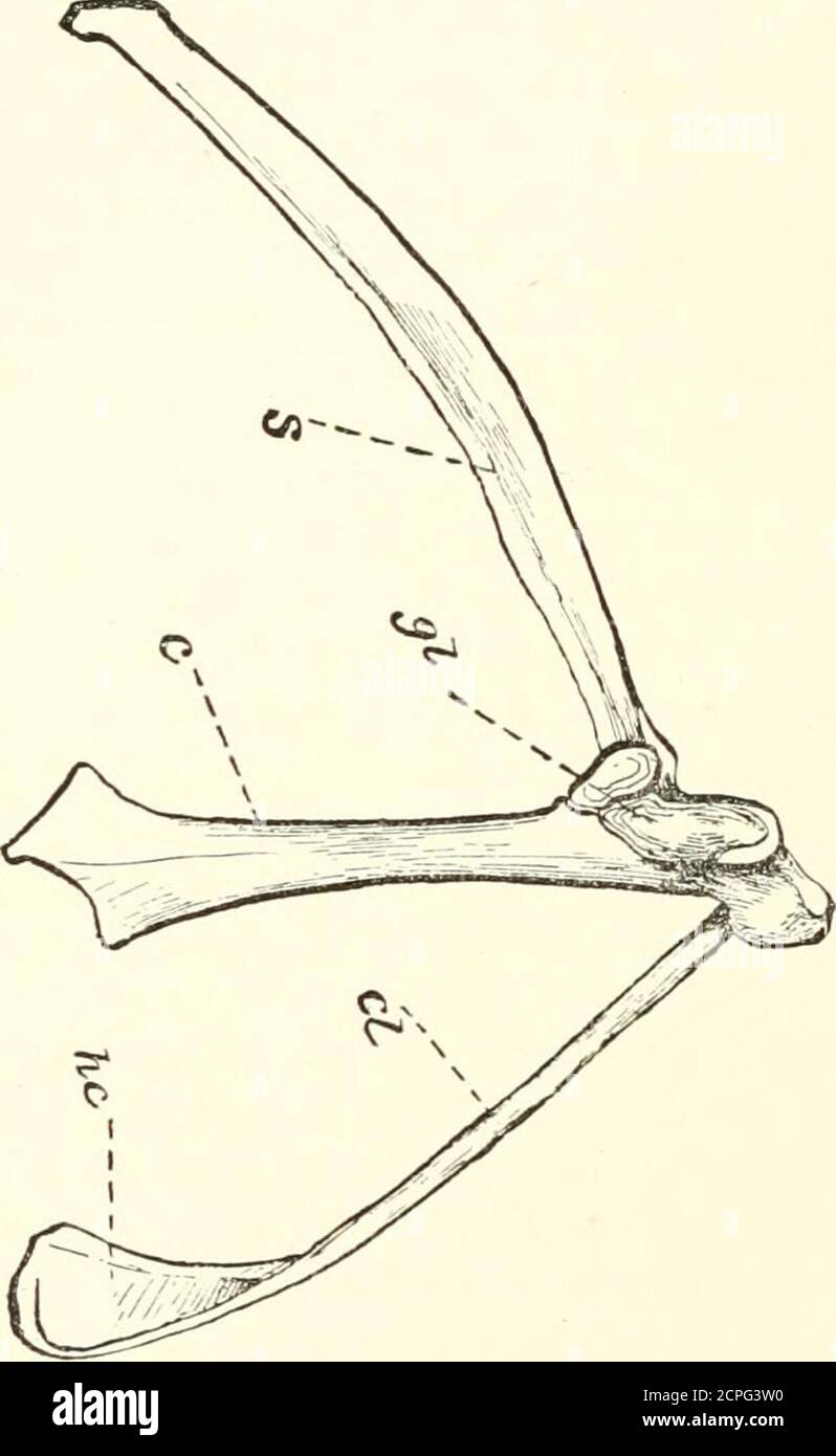 . Handbook of field and general ornithology; a manual of the structure and classification of birds . ulaform an acute or scarcelyobtuse angle (Figs. 56 and59, sglc); normally thesebones are not ankylosed ;perfect clavicles are present,ankylosed with each other,but free from the otherbones; and the coracoidsare instepped close together.Decided exceptions to theseconditions, as in Notornis,are anomalous ; though in-completion of the claviclesrepeatedly occurs, as notedbelow. The Coraeoid (Gr. Kopa^,korax, a crow; elSos, eidos,form: the correspondingbone of the human sub-ject, which is the stunte Stock Photo
