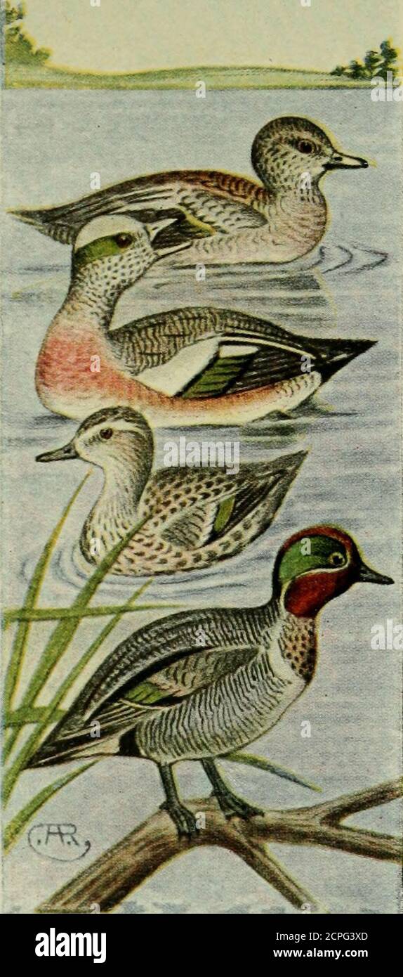. American game birds . lmost wholly of vege-table matter. They delight in accompany-ing flocks of Canvasbacks, Redheads orother deep-diving ducks, as they can feedupon the roots which, loosened by thesebirds, float to the surface. EUROPEAN WIDGEONS (Mareca penel-ope) are of the same size as the last species,about 20 inches in length, and similar inplumage except for the head, which is rustybrown with a buff-colored crown. This is acommon Old World species that quite oftenoccurs in eastern North America. GREEN-WINGED TEAL {Nettion carolinense). Although the smallestof our ducks, measuring but Stock Photo