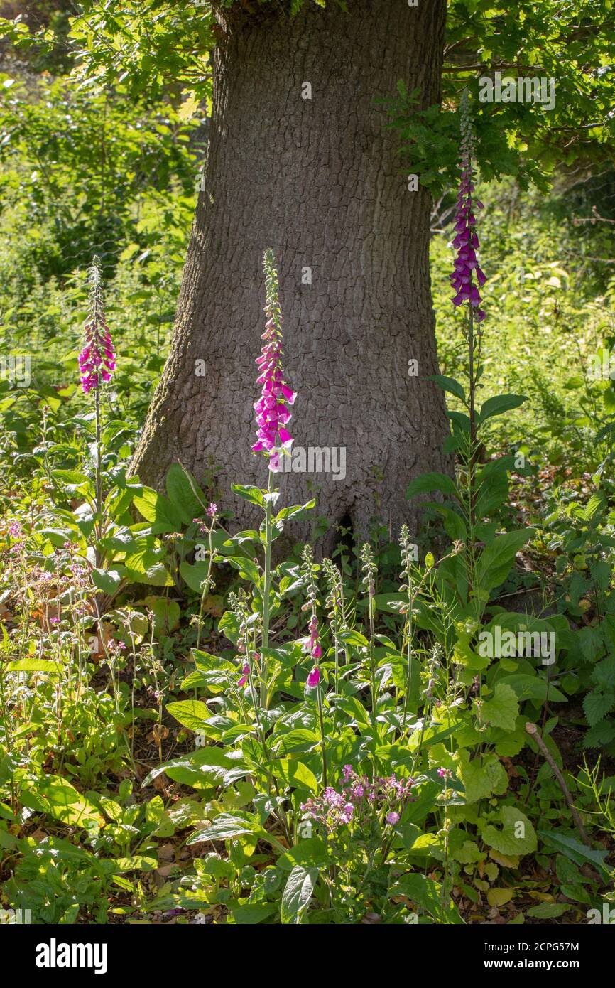 Flowering Foxgloves (Digitalis purpurea). Wild, naturally sown, biennial, flowering in second year. growing in cleared woodland, beneath and alongside Stock Photo