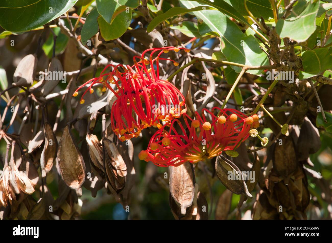 Sydney Australia, red flowers of a stenocarpus sinuatus or firewheel tree  native to Queensland and New Guinea Stock Photo