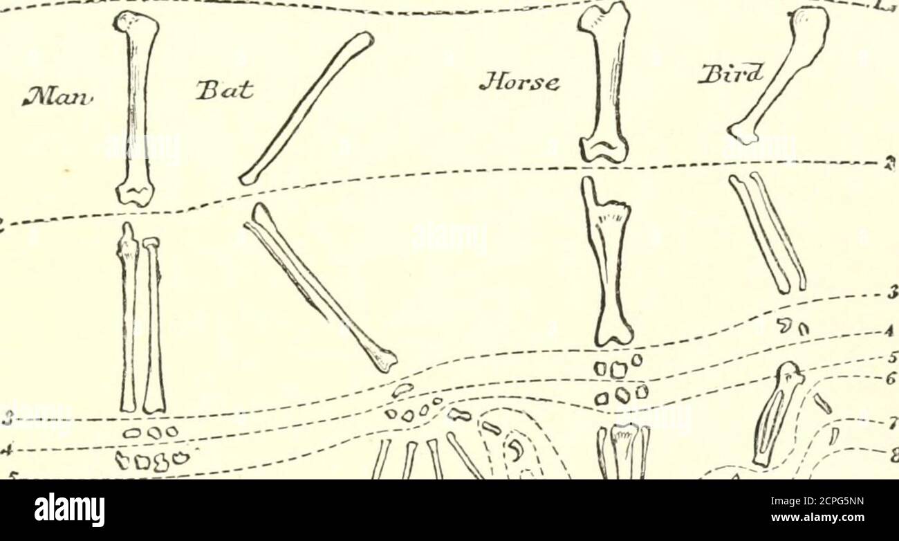 . Handbook of field and general ornithology; a manual of the structure