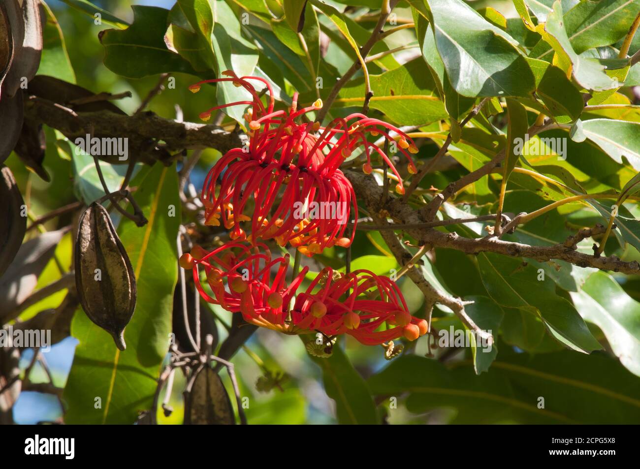 Sydney Australia, red flowers of a stenocarpus sinuatus or firewheel tree  native to Queensland and New Guinea Stock Photo