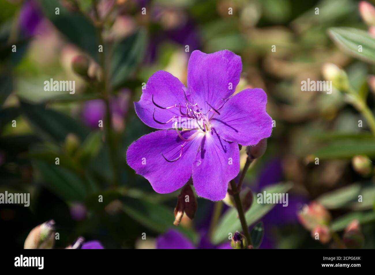 Sydney Australia, bright purple flower of a Tibouchina urvilleana or lasiandra Stock Photo