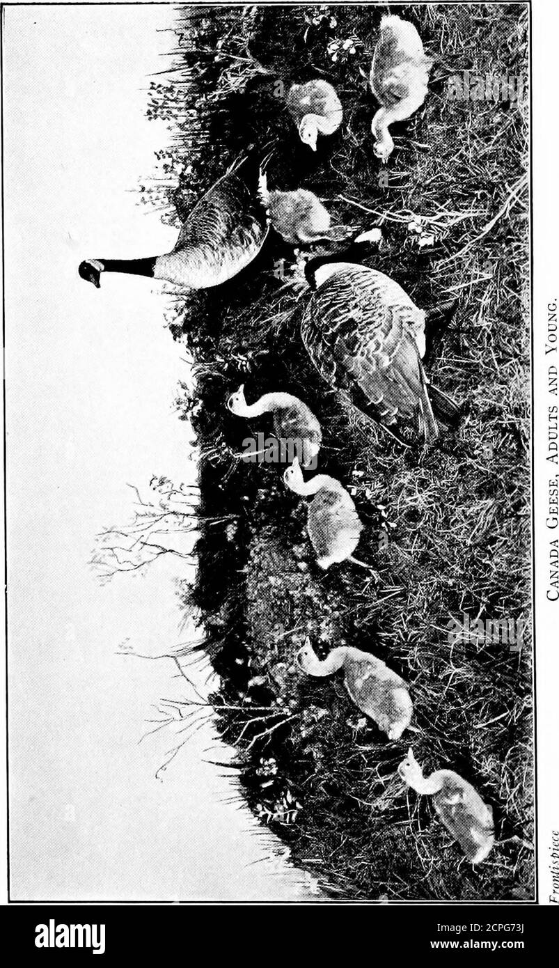 . Birds through the years . BIRDS THROUGH THEYEAR BYALBERT FIELD GILMORE In summer when the shawes be shene, And leaves be large and long, It is full merry in fair forest To hear the fowl^s song. — Percy. NEW YORK-:-CINCINNATI ■:■ CHICAGO AMERICAN BOOK COMPANY Mi Copyright, 1910, byALBERT FIELD GILMORE. Entered at Stationers Hall, London. gilmores birds.W. P. I PROFESSOR JONATHAN Y. STANTON UNDER WHOSE KINDLY GUIDANCE I LONG AGO CAME TO KNOW THE DELIGHTS OF I.IKD STUDV THIS LITTLE OLUME IS DEDICATED AS A TOKEN OF GRATITUDE AND REGARD PREFACE From an acquaintance with the common birds extendin Stock Photo
