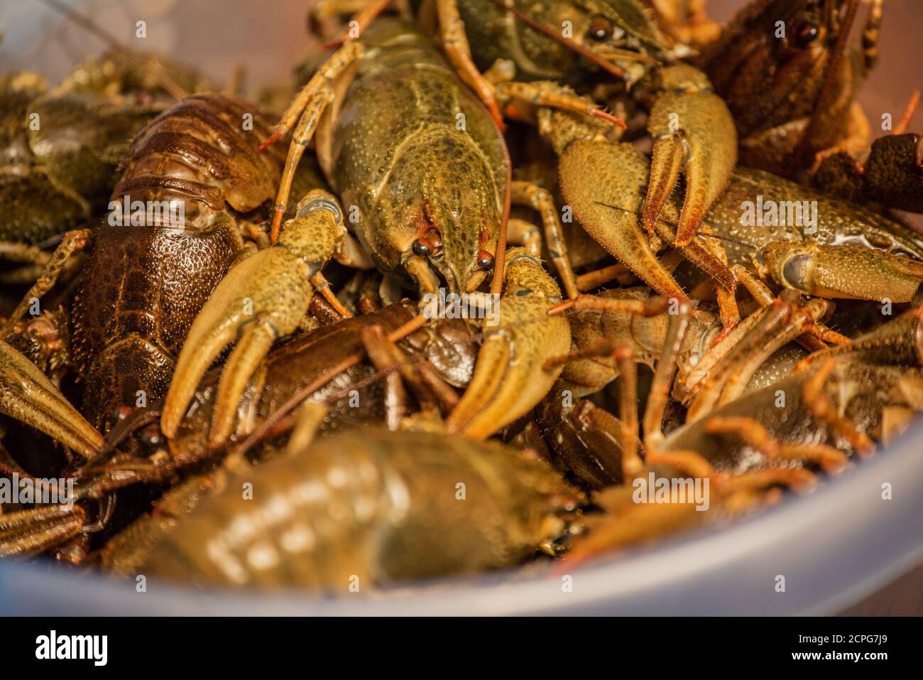 Crayfish in a bucket. Green crayfish not boiled Stock Photo Alamy
