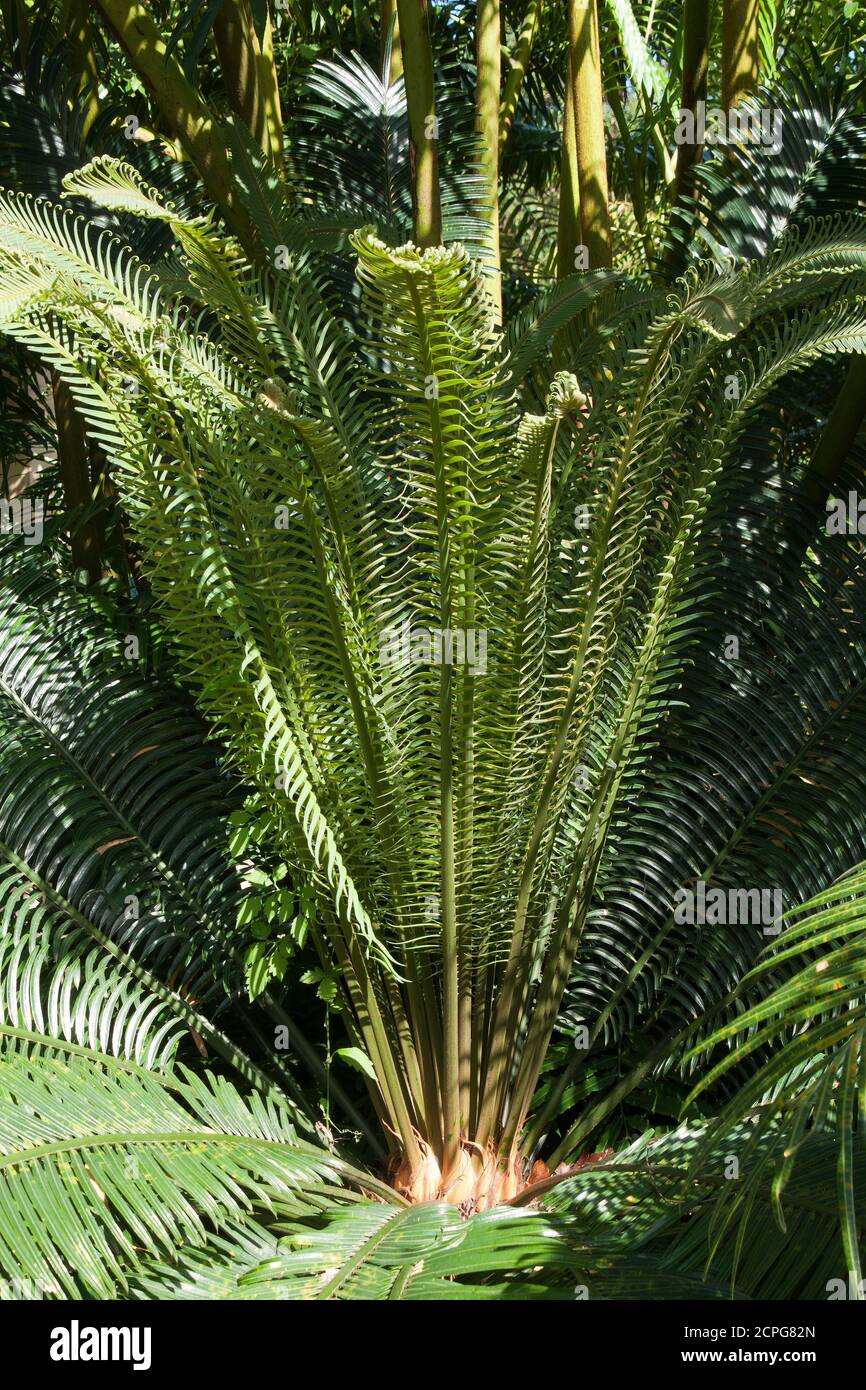 Sydney Australia, Cycas seemannii or longolongo palm native to Fiji, Vanuatu, Tonga, and New Caledonia Stock Photo