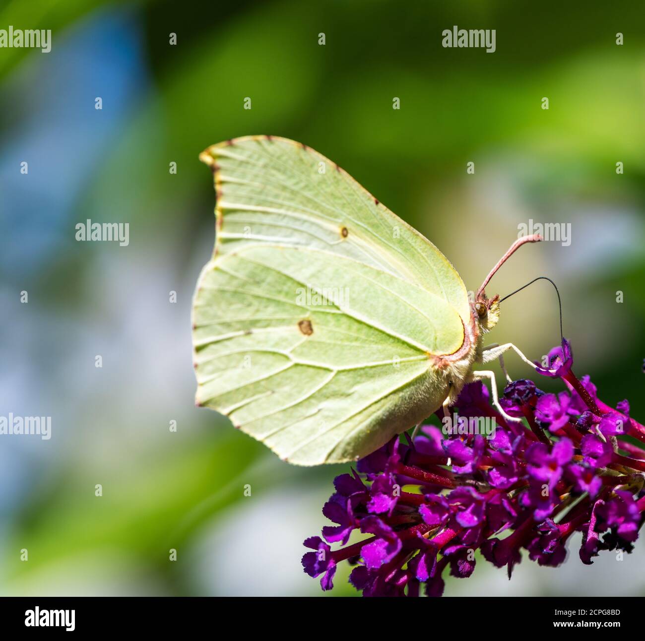 Brimstone butterfly on the blossoms of a buddleia bush Stock Photo