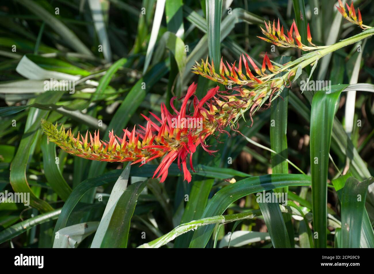 Sydney Australia, flower spike of a Pitcairnia flammea in garden Stock Photo
