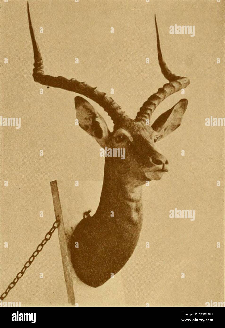 . Records of big game : with their distribution, characteristics, dimensions, weights, and horn & tusk measurements . Head of Sudan Bohor Reedbuck, showing the divergent type of horns.Shot by Mr. G. L. Harrison. 226 RECORDS OF BIG GAME. Head of Iala. The PALA or IMPALA (^Hpyceros melampus). Rooibok, Cape Dutch.Inzero, Masubia.Swala, Swahili. Luondo and Mpala, Barotsi,NCTami, Chilala, and Chibisa. Pala, Waganda, Basuto, and Be- chuna.Inipala^ Zulu, Swazi, and Matonga.Liiboudar^ Chila. The pala, saiga, and chiru have been generally classed with thegazelles, but apparently form independent groups Stock Photo