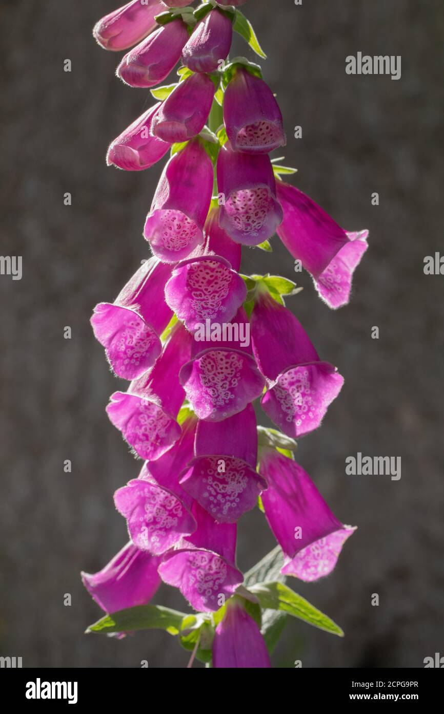 Flowering Foxgloves (Digitalis purpurea). Wild, naturally sown, biennial, flowering in second year. Section of the flowering stem. Backlight by the su Stock Photo