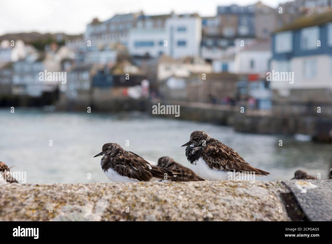 Turnstones (arenaria interpres) rest on a sea-wall by the harbour in St. Ives, Cornwall, UK Stock Photo