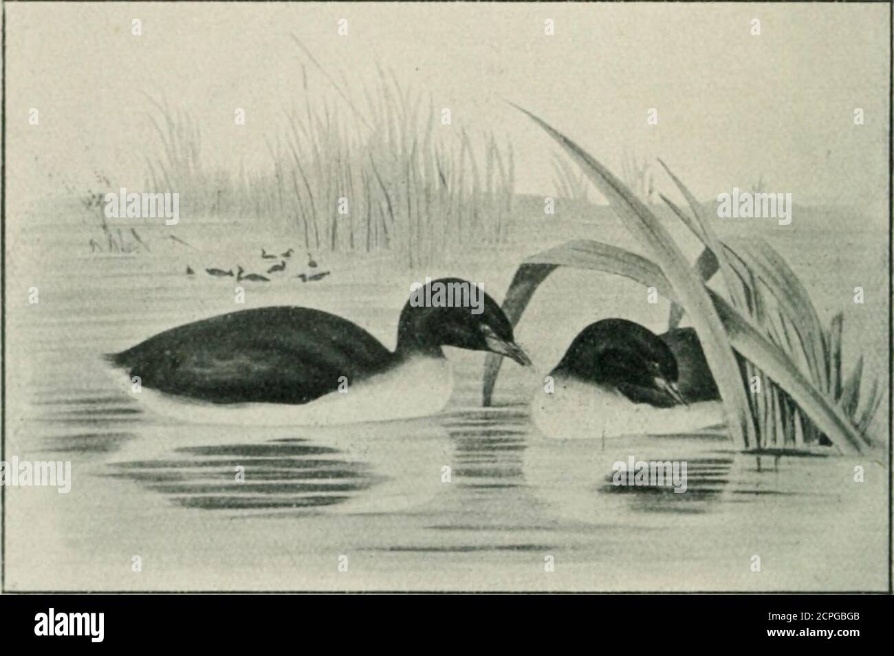 . A key to the birds of Australia : with their geographical distribution . s, kingly. Genus—PLATIBIS : plate, an oar-blade ; ibis, ibis,flavipes: flavus, yellow ; pes, foot. Order—HERODIONES : erodios, heron. Family—ARDEID^E : ardea, heron ; eidos, form. Genus—ARDEA : ardea, heron. sumatrana: Sumatra, Sumatra. cinerea : cinereus, ashy. Genus—MESOPKOYX : mesos, middle ; phoxos, tapering to a point. 709. plumifera : pluma, feather ; fero, to carry. Genus—HEROD IAS : erodios, heron. 710. tlmoriensis : limor, Timor. 705. 706. 707 708 Genu— NOT OPHOYX : tuton, the back; phoxos, tapering to a point. Stock Photo