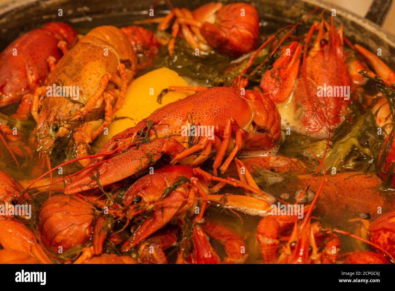 Cooking freshwater crayfish in a pan. Crayfish boil in boiling water