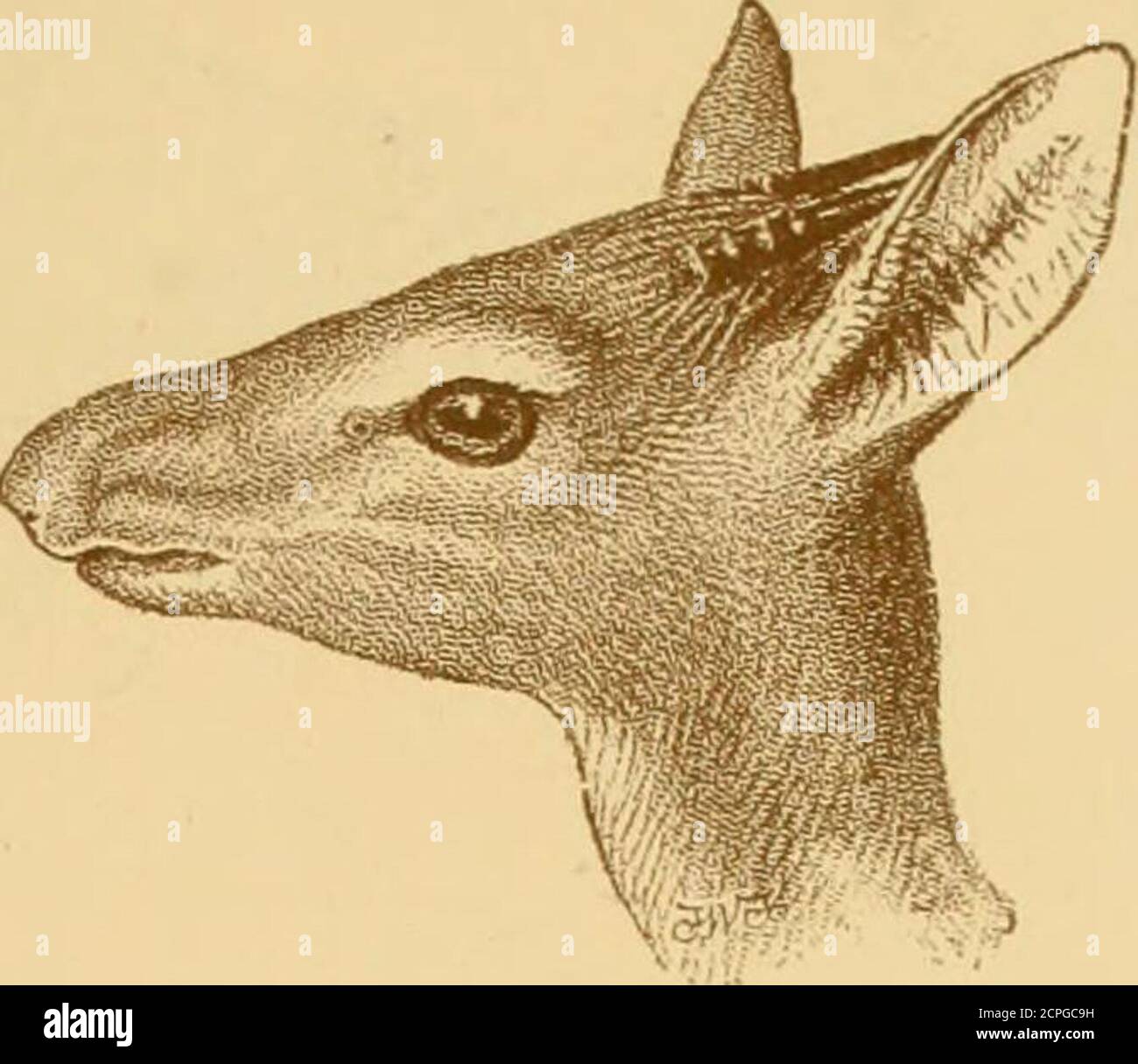 Records of big game : with their distribution, characteristics, dimensions,  weights, and horn & tusk measurements . Skull of Beira, Irom .□specimen  shut by Major P. IL G. Powell-Cotton. DIK-DIKS 171.