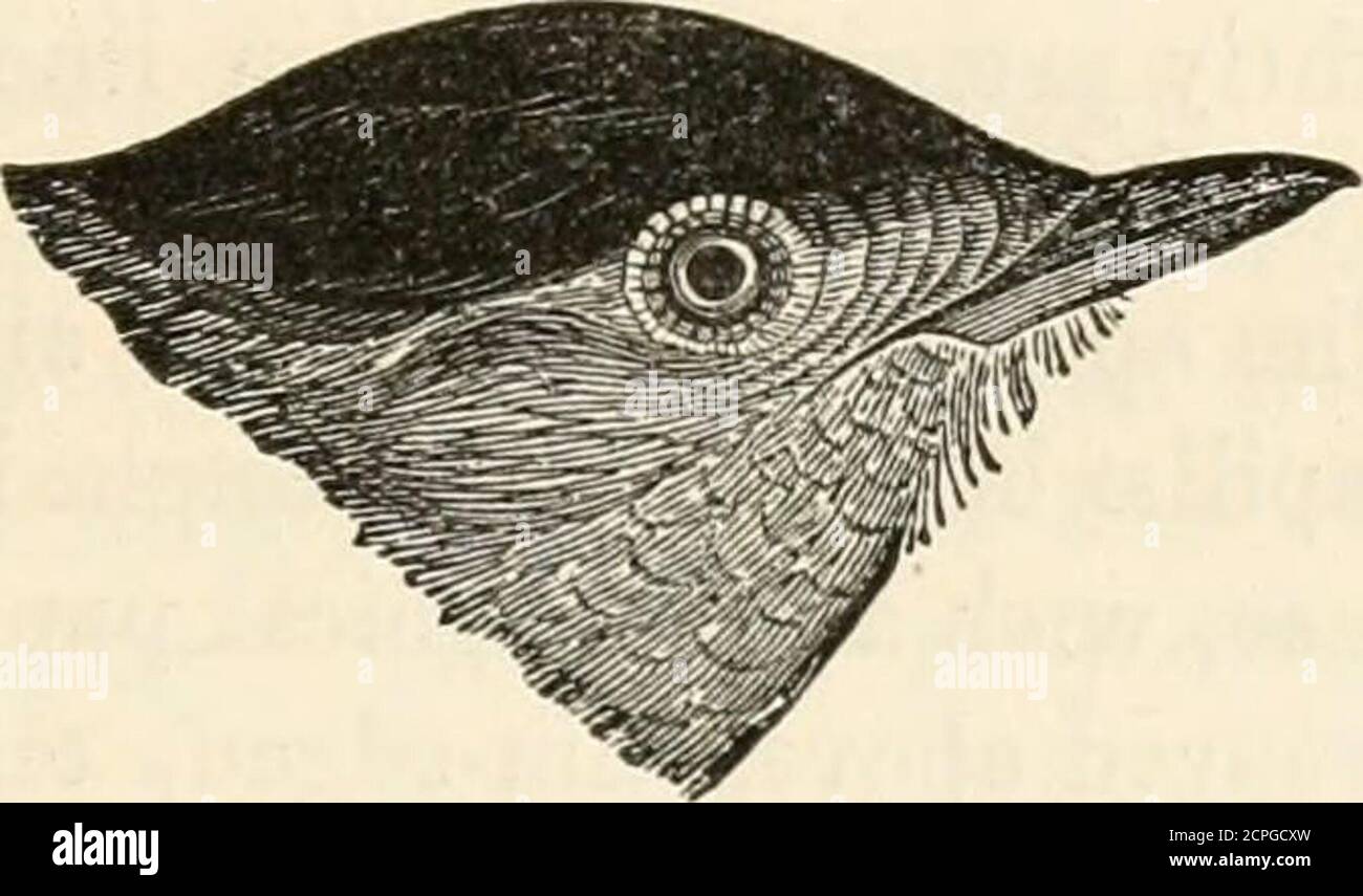 . A history of British birds, indigenous and migratory: including their organization, habits, and relations; remarks on classification and nomenclature; an account of the principal organs of birds, and observations relative to practical ornithology .. . feathers ovate, rounded.Wings of moderate length, with eighteen quills, of which thefirst is minute and pointed, the third longest, the second andfourth very little shorter; the primaries rounded, the secondariesbroadly rounded. Tail of moderate length, straight, slightlyemarginate, of twelve rather weak rounded feathers. The Warblers are small Stock Photo