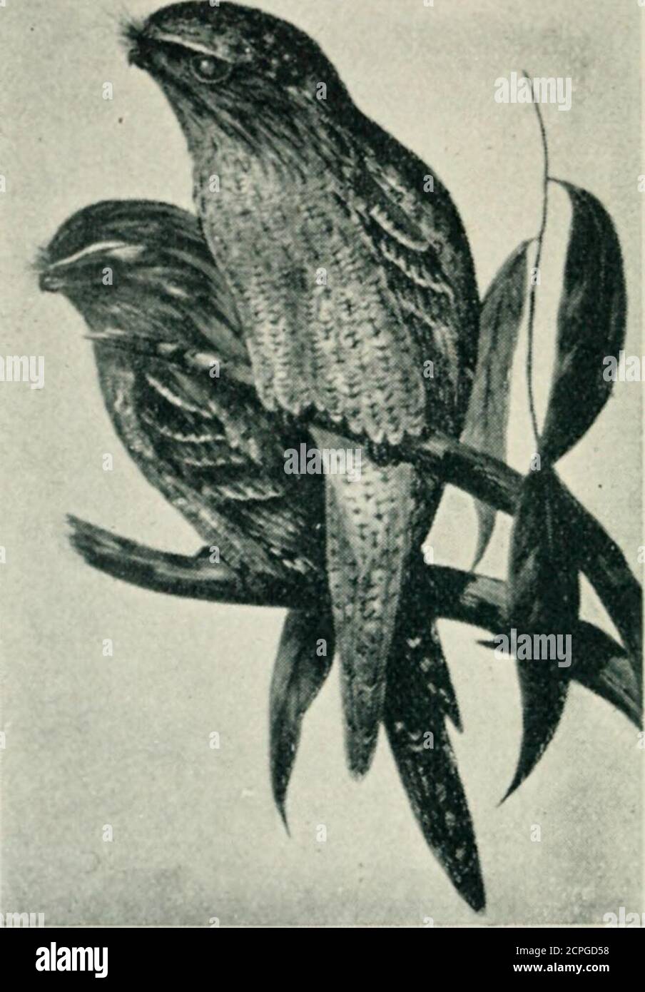 . A key to the birds of Australia : with their geographical distribution . Species 401.—Spotted-sided Finch (| nat. size)Upper fig., male ; lower tig., female. 413. 414.415.416.417.418. Genus-BATHILDA.ruficau da : rufus, red ; eauda, tail. Genus—POEPHILA : poa, grass; phileo, to loveacuticauda: acuta*, sharp; caudn, tail,cincta: cinctus, girdled,personata : persona, mask,leucotis : leukos, white ; ous, otis, ear.mirab ilis : mirabilis, wonderful.gouldiae: Gould, a proper name.armitiana: apparently from a proper name.atropygiaIis : atur, black ; i&gt;yja, rump. Genus— NEOCH MIA : trange. ISO. p Stock Photo