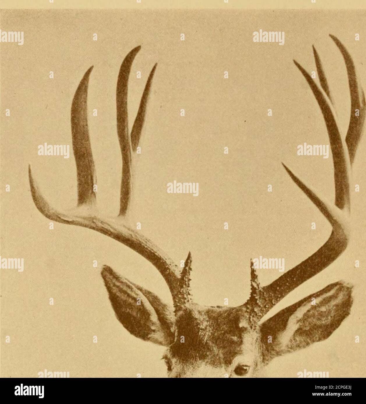 https://c8.alamy.com/comp/2CPGE3J/records-of-big-game-with-their-distribution-characteristics-dimensions-weights-and-horn-tusk-measurements-head-of-mexican-white-tailed-deer-in-the-collection-ofmajor-w-anstruther-gray-mexican-white-tail-m-americana-lichtensteini-this-is-one-of-the-smaller-races-of-the-species-the-height-at-theshoulder-ranging-from-about-33-to-36-inches-and-the-antlers-beingusually-smaller-and-simpler-than-in-the-northern-racedistributionmexico-in-northern-mexico-this-race-is-represented-by-the-texan-m-a-texana-and-in-the-extreme-south-by-m-a-tolteca-which-does-not-turn-red-th-2CPGE3J.jpg