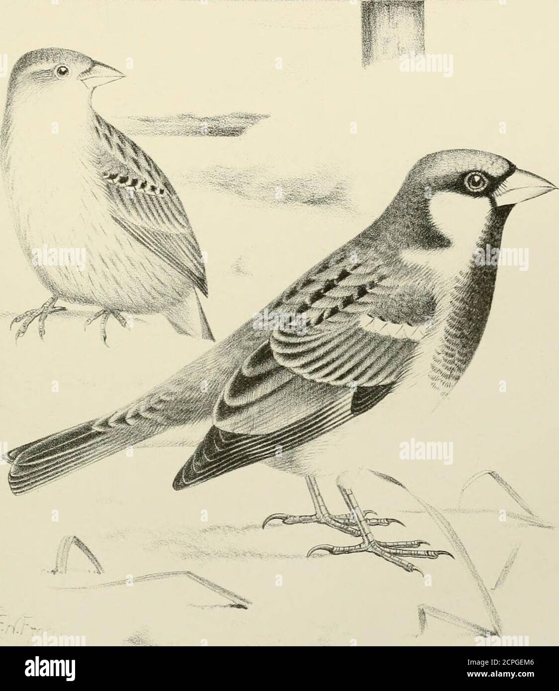 . A monograph of the weaver-birds, Ploceidand arboreal and terrestrial finches, Fringillid . ) 4-9 3-25 20 0-6 0-4 ]&gt; 4-9 3-2 20 0-6 0-4 » 4-95 3-25 2-2 0-6 0-4 ?* 4-95 315 20 06 04 JJ 5-3 3-25 2-2 0-6 0-4 t9 99 4-85 3-25 20 0-6 0-35 Jf &gt;i 4-95 32 2-1 0-6 0-4 it (?) 4-9 3-2 20 0-6 0-4 It {Weisliaupt). 4-75 31 20 0-6 0-4 99 11 4-5 3-15 2-0 0-6 0-35 The figures (Plate II) are taken from e and /. PI. I ..r:ii--.--Ci(f. -^ ■.-.■&gt;&gt;vy,i,.?tftVv5vSy-iw. -^ r W Fi-ota-wk del & lith . Har.hait iir.; :mp PASSER DOMESTICUS S et ? PASSER DOMESTICUS.THE HOUSE SPARROW. PLATE L Passer domesticus, Stock Photo