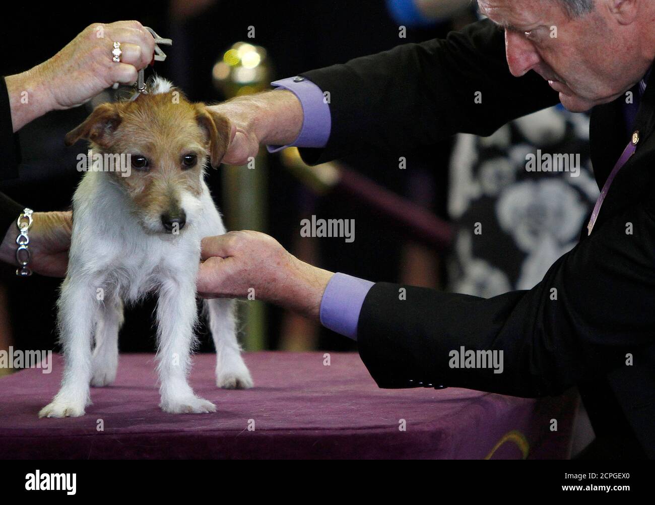 Canine Judge High Resolution Stock Photography and Images - Alamy