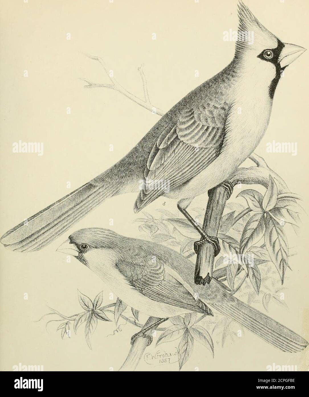 . A monograph of the weaver-birds, Ploceidand arboreal and terrestrial finches, Fringillid . breadth. Specimens examined. No. Ser. Mns. Locality. Length. Wing. Tail. Tars. Cnlm, a. (?) E.B. Java. 5-65 0-0 20 0-7 0-6 I. (?) E.B. Java. 5-55 2-65 1-95 07 0-6 c. (?) E.B. (?) 5-6 2-65 20 0-7 0-68 d. &lt;y E.B. Java {H. Blytli). 5-2 2-8 1-9 0-7 0-6 e. ? E.B. India {A. Johnstone) . 4-75 2-7 1-9 075 0-6 f- &lt;y E.B. (?) 5-7 2-7 2-0 075 0-65 9- (?) E.B. (?) 5-5 2-7 1-95 075 0-65 h. (?) E.B. (?) 51 2-65 20 07 0-65 i. ^ E.B. Malacca. 5-5 2-75 20 075 0-65 j- &lt;? E.B. Australia. 50 2-75 20 07 0-65 h. (? Stock Photo
