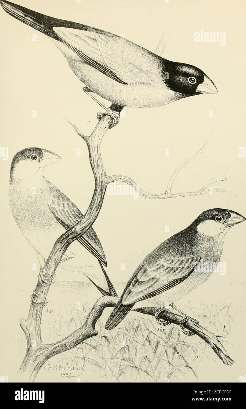 . A monograph of the weaver-birds, Ploceidand arboreal and terrestrial finches, Fringillid . rrciis.VK ^e. ^c j-.t.i Jiajiha-it iir.o. MUNIA OKYZJVORA S cl. S. llt,k. M UNTA 0RYZIV 0 R A &lt;? e t. ju ^ imp MUNIA ORYZIVORA.THE JAVA SPARROW. PLATE I. aud II. The Padda, or Bice-Bird, Edw. Nat. Hist. Birds, i. p. 41. pis. 41-42(1743). Le Padda, Edn^. et Catesby, Samml. Ausland. Vog. i. t. 81-83 (1749). Coccothraustes caerulescens, Klein, Av. Prodr. p. 96 (1750). Loxia fusca, Linn, Mus. Adol. Erid. p. 18 (1754). Loxia oryzivora, Linn. Amoen. Acad. iv. p. 243 (1759). CoGcothraustes sinensis cinerea Stock Photo