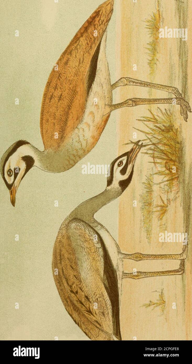 . Journal für Ornithologie . V Cursorius gallicus (Gm.) Steinzeichn. v. 0. Klein Schmidt. Buntdruck v. Fr. Eugen Köhler, Erklärung zu Tafel I. Formen Ton Cursorius gallicus (Gm.) Fig. 1. Cursorius gallicus gallicus (Gm.) d Tunesien Seggi, 10. Mai 1897. Fig. 2. Cursorius gallicus somalensis Shelley cf, Nord-Somaliland, Gumbowerin, 6. Febr. 1900. Fig. 3. Cursorius gallicus littoralis Erl. cT, Ostküste des Somalilandes, Kismaju, 12.Juli 1901, Typus. Fig. 4. Cursorius gallicus rufus (J. Gd.) Kaffernland, Krebs leg. Mus. Berl. No. 12932. BN CSS Saß 1 6ä !N OD /»^» •9Ö c3 1 o3 £-4 S 8 s OD 1 c3 S o Stock Photo