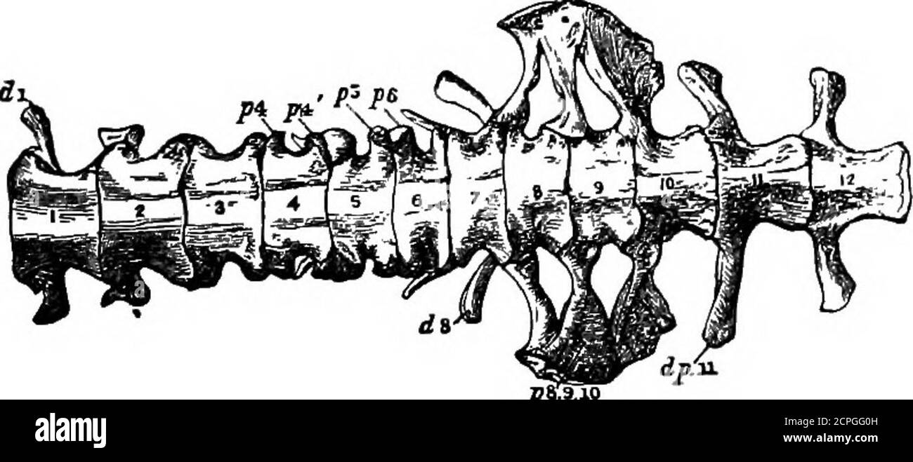 . Birds: the elements of ornithology . y, as in the Penguin and Diver. The sacral vertebrae of birds are very numerous. They con-stitute what is called the sacrum, and it is a very extensivestructure. A sacrum is that part of a vertebral columnwhere the vertebrae are anchylosed together in order to form afirm point of support, or fulcrum, for the hinder or pelvic limbs. * See aide, p. 148. THE OTBElfAIi SKELETON, 173 It does this by affording attachment to a bony girdle—calledthe pelvis —from which the lower limbs are suspended. The sacrum of a bird, being so extensive, includes morevertebrsB Stock Photo