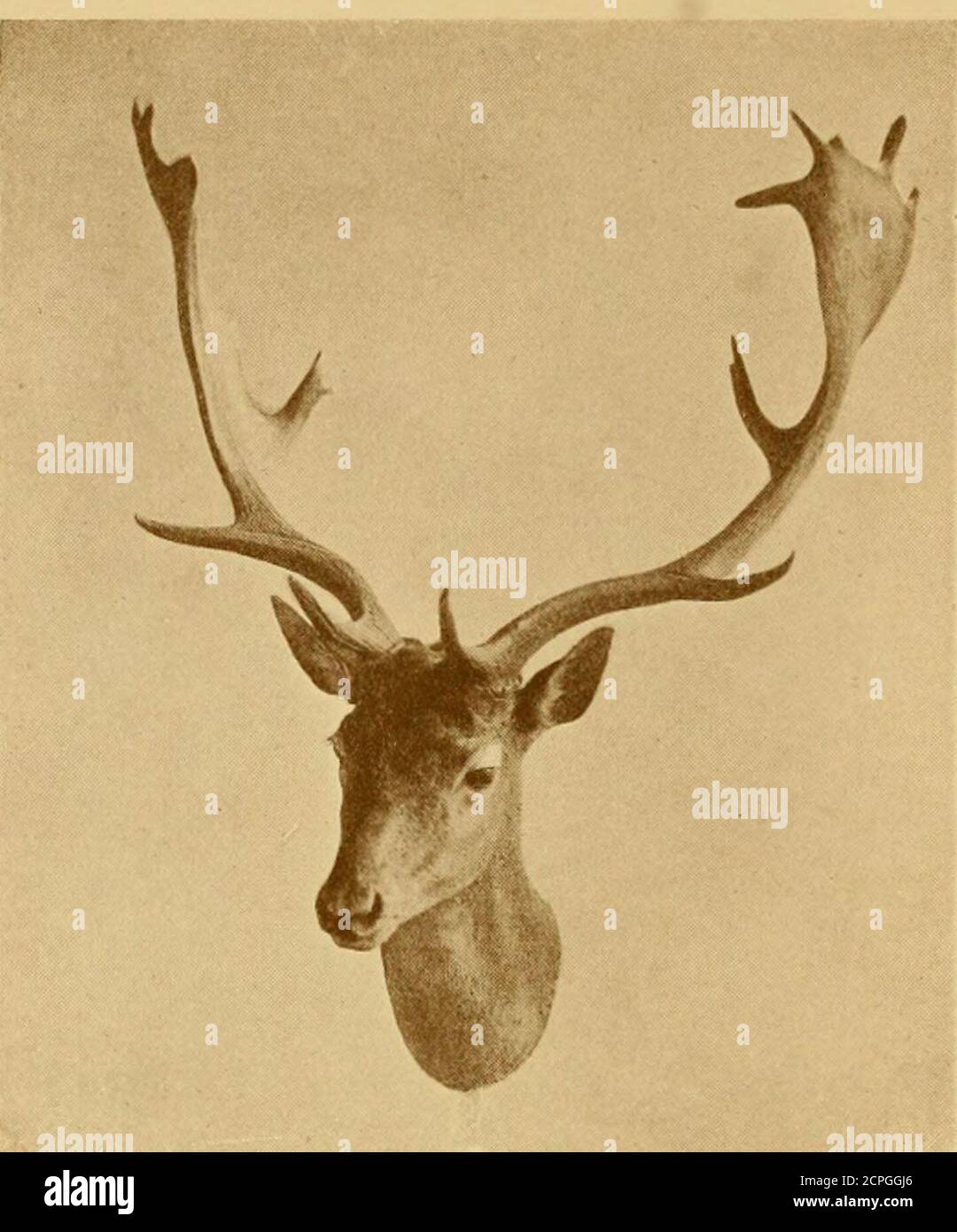 Records of big game : with their distribution, characteristics, dimensions,  weights, and horn & tusk measurements . Fekin or Dybowskis Stag in summer  coat, with the antlers In velvet.Photographe&lt;l by the