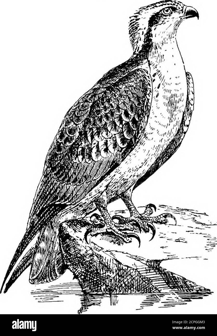 Birds The Elements Of Ornithology The Common Oaraoara Polyborus Tharus Cosmopolitan Save That It Is Absent From Australia Polynesia And The Malay Archipelago Besides The Foregoing A Small Group Of But