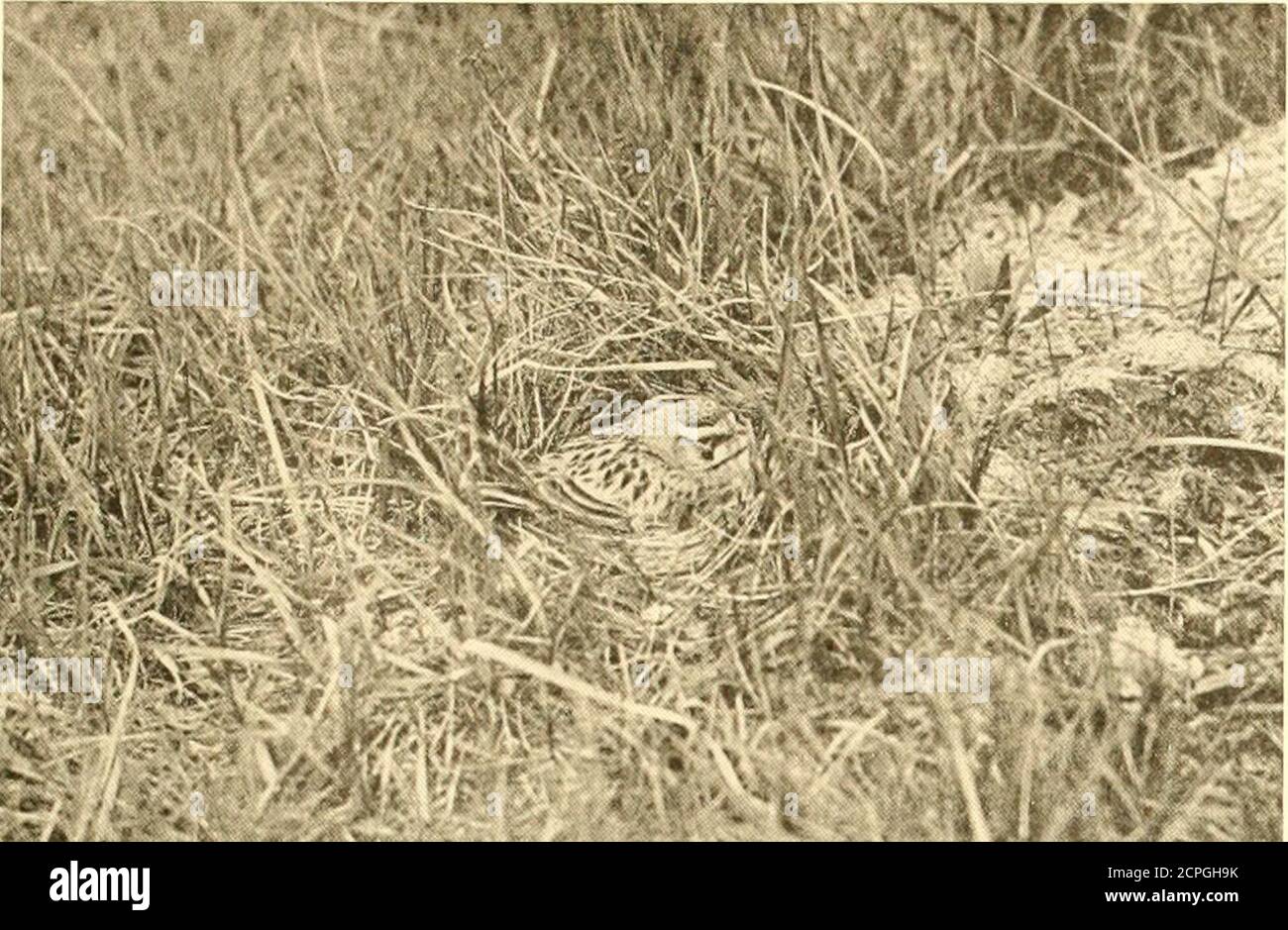 Earliest known button hi-res stock photography and images - Alamy