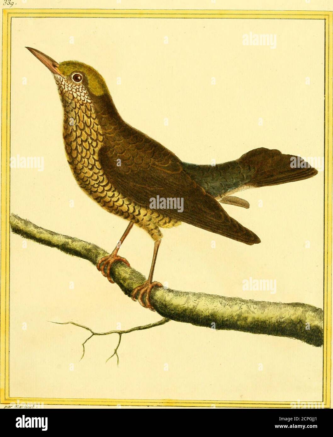 Planches Enluminees D Histoire Naturelle Faisan Vi A V L C Tai C I Ic F Gt Ar Maj Ti T E Iffer E So Ihare Deo F Ufy Nnco 1 Stock Photo Alamy