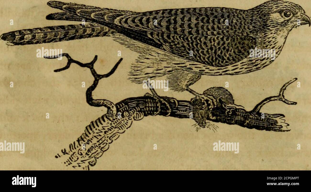 . A history of British birds : the figures engraved on wood . nd there is a broad black bar both on the upper part andunder sides; the tips are white : the legs are yellow, andthe claws black. The Kestrel is widely diffused throughout Europe, andis found in the more temperate parts of North America :it is a handsome bird ; its sight is acute, and its flighteasy and graceful: it breeds in the hollows of trees, andin the holes of rocks, towers, and ruined buildings ; itlays four or five eggs, of a pale reddish colour : its foodconsists of small birds, field mice, and reptiles: after ithas secure Stock Photo