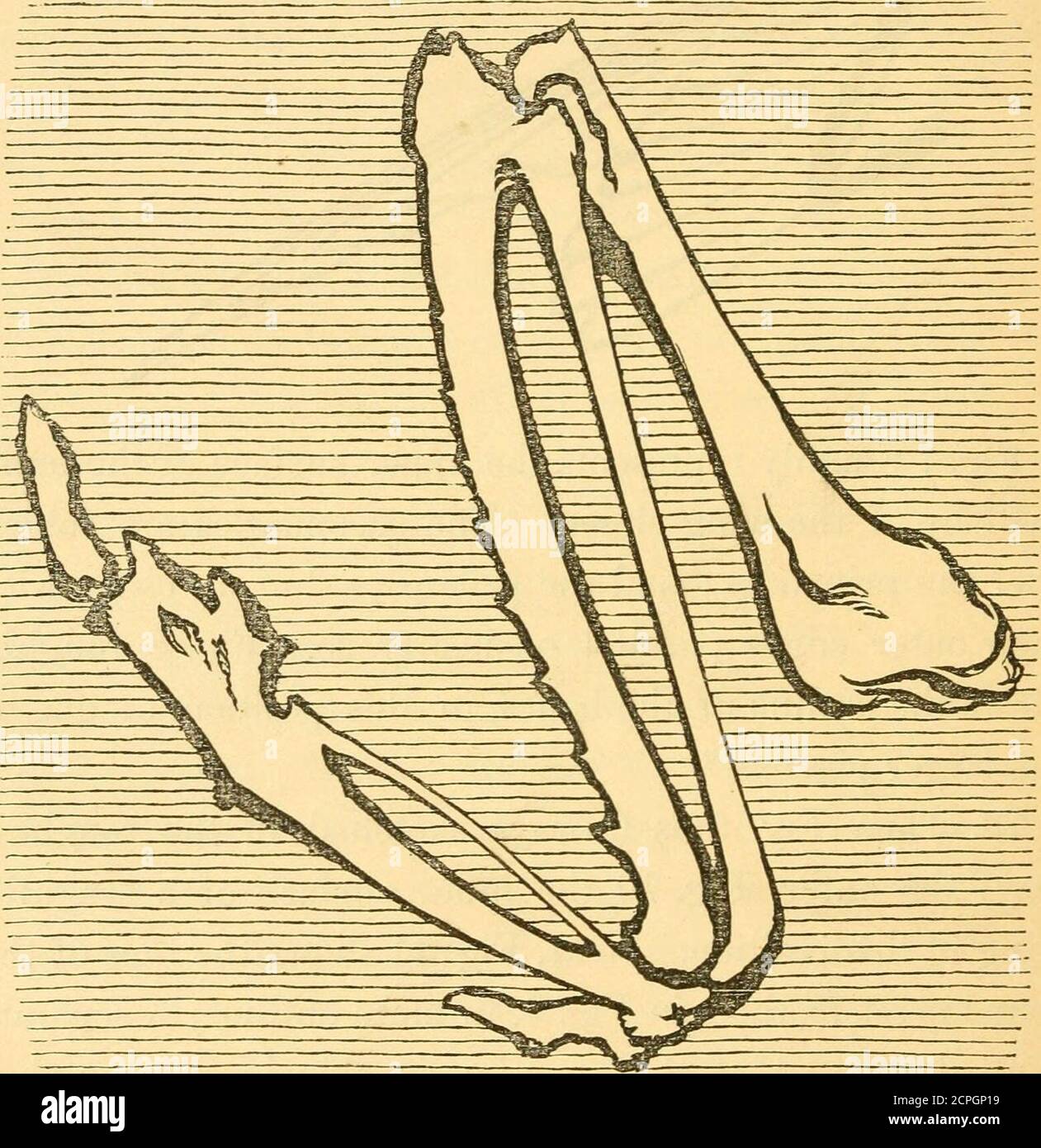 . Love's meinie : lectures on Greek and English birds, given before the University of Oxford . Fig. 7 ronghly represents the upper surface of the mainfeathers of the wing closed. The secondaries are foldedover the primaries ; and the primaries shut up close, withtheir outer edges parallel, or nearly so. Fig. 8 roughlyshows the outline of the bones, in this position, of one ofthe larger pigeons.^ 75. Then Fig. 9 is (always sketched in the roughestway) the outer, Fig. 10 the inner, surface of a seagullswing in this position. Next, Fig. 11 shows the tops of thefour lowest feathers in Fig. 9, in m Stock Photo