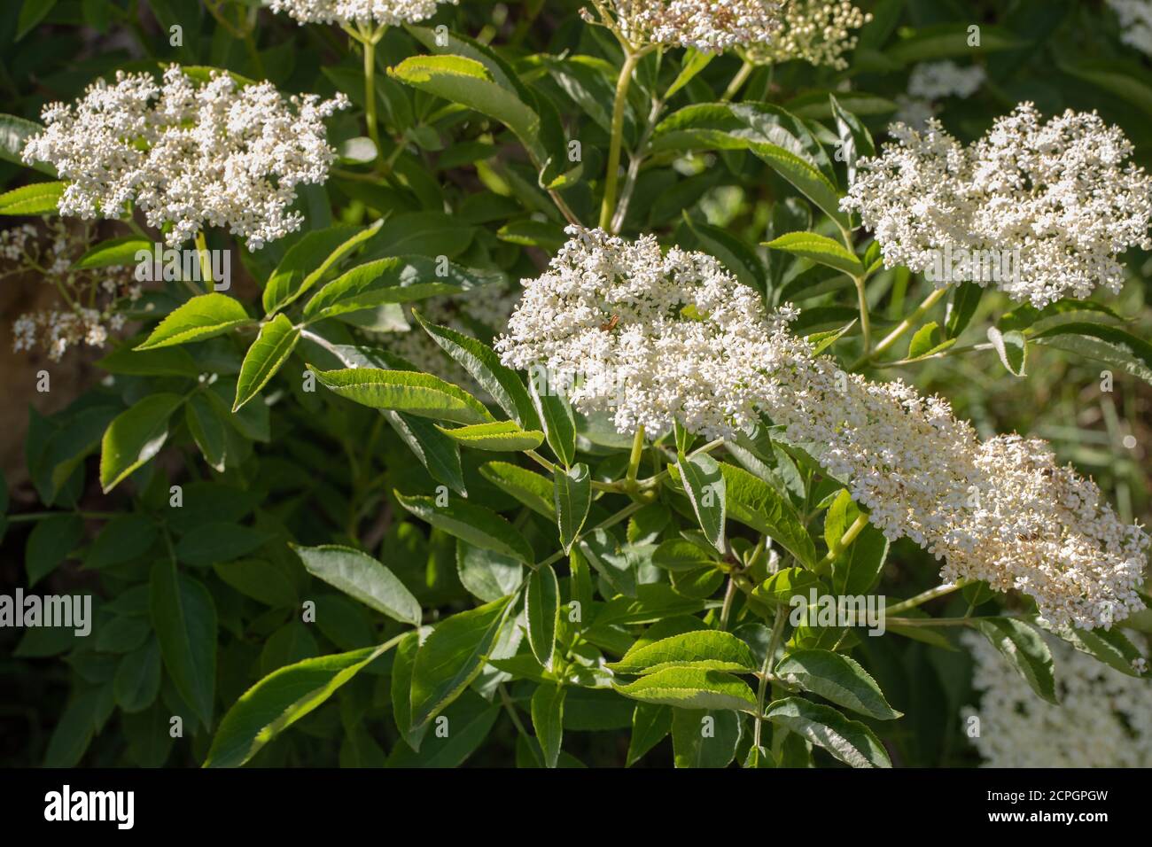 Elder (Sambucus nigra). Multiple bunches of flat-topped heads of numerous cream-white flowers. Stalked compound leaves of five to severn leaflets. Stock Photo