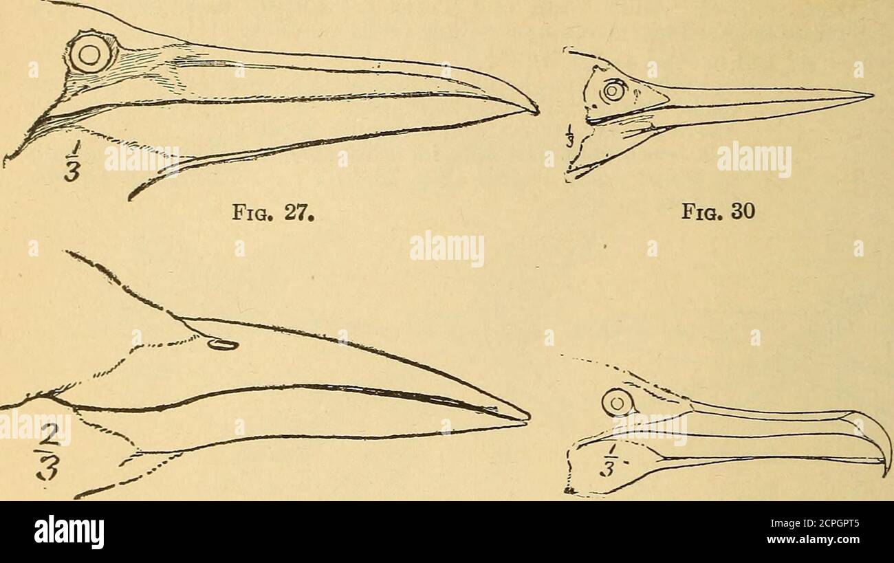 . Handbook of birds of eastern North America; with introductory chapters on the study of birds in nature . Fig. 26. Order III. Tubinares.—Albatrosses, Petrels, and Fulmars. Gray, sooty, or black and white soa-birds; living, except when nesting,well off shore; flying low, often skinmiing the waves. Nostril-openingstubelikc; bill hawkhke, its hook often prominent; front-toes webbed,hind-toe small or absent; wings long and pointed; tail short. A. Size very large, nostril-tubes separated, on sich^s of bill (Fig. 20, a). . Family Diomedeidce: Albatrosses, p. 172. B. Size smaller, nostril-tubes join Stock Photo