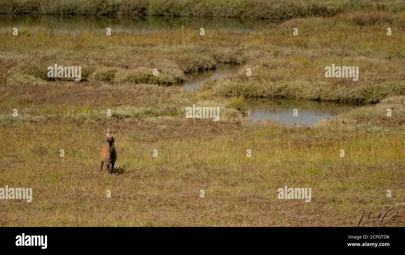 Japanese Reed Grass High Resolution Stock Photography and Images - Alamy