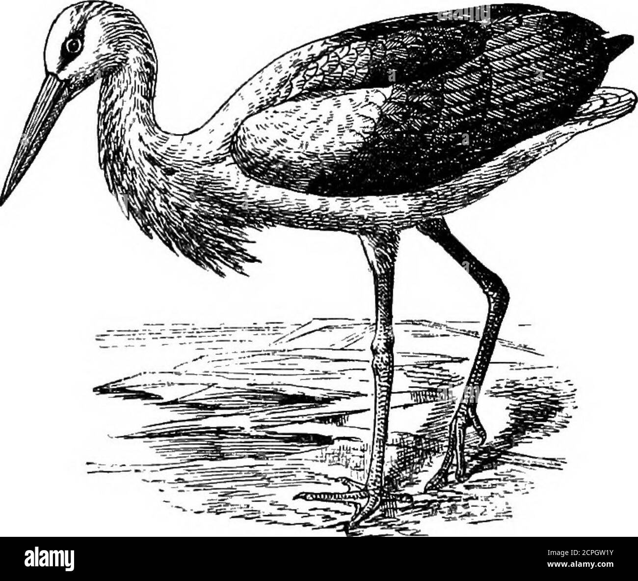 . Birds: the elements of ornithology . The Adjutant {Leptoptilus dubius). observed standing and feeding on a corpse floating down theGanges. It breeds in cliffs. An allied species is found inAfrica. These animals being known as Marabou Storks, natu-rally bring to our mind the thought of the true Stork (Cieonia 42 ELEMENTS OP ORNITHOLOGT. alba), whieh, though very rarely seen in this country, is abun-dant enough in Holland, where many pairs breed on boxes orother objects which Dutchmen place for them on the tops oftheirhouses. They make themselves as much at home on housesas House-martins do; a Stock Photo