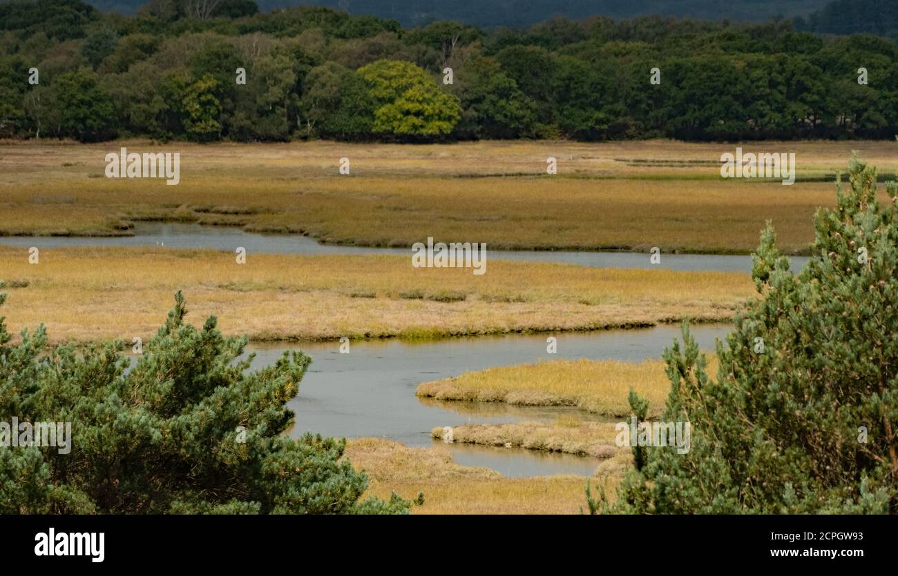 Arne bay reedbeds hi-res stock photography and images - Alamy