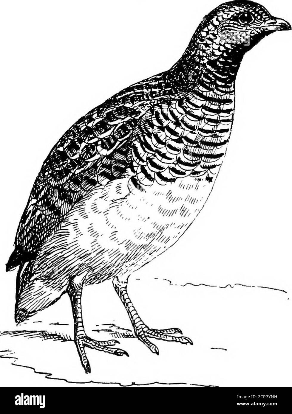 . Birds: the elements of ornithology . The Californian Quail {Lophorti/x californicus). which was introduced in 1770, and has obtained a footholdin the greater part of our Eastern Counties. That miniaturePartridge, the Quail (Coturnix communis), easily distinguishedby its smaller size, very short tail, and pointed wings, is alsoa ground-bird like the Partridge, though it is well capable offlight, as is proved by the prodigious multitudes which crossthe Mediterranean for a winter home in Afric.a. Of Quails there are some twenty kinds, ranging through theOld World south of the Arctic regions. Bi Stock Photo