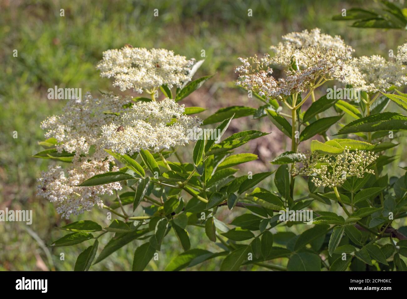 Elder (Sambucus nigra). Multiple bunches of flat-topped heads of numerous cream-white flowers. Stalked compound leaves of five to severn leaflets. Att Stock Photo