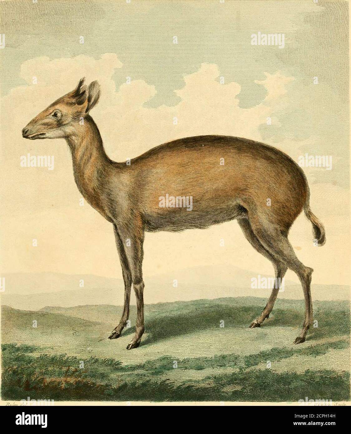 . Musei Leveriani explicatio, anglica et latina . ne in the upper. SPECIFIC CHARACTER, ,&c. Mufk with a fharp pointed tuft of hair on the upper part of the head. Guinea Antelope, Pennant. Shiadr. p. ji. La Grimme. Be Buffon. 12. 307. /. 41. AT the time when Linnzeus compofed the lafl: Edition of the SyfteniaNature, an uncertainty prevailed with refpeft to the proper arrange-ment of this animal; and as no other than female fpecimcns had then beenfeen in the European Mufeums, and as the individual fpecimen mentioned byDr. Grimm, its firfl defcriber, was faid to be without horns, Linnaeus wasther Stock Photo