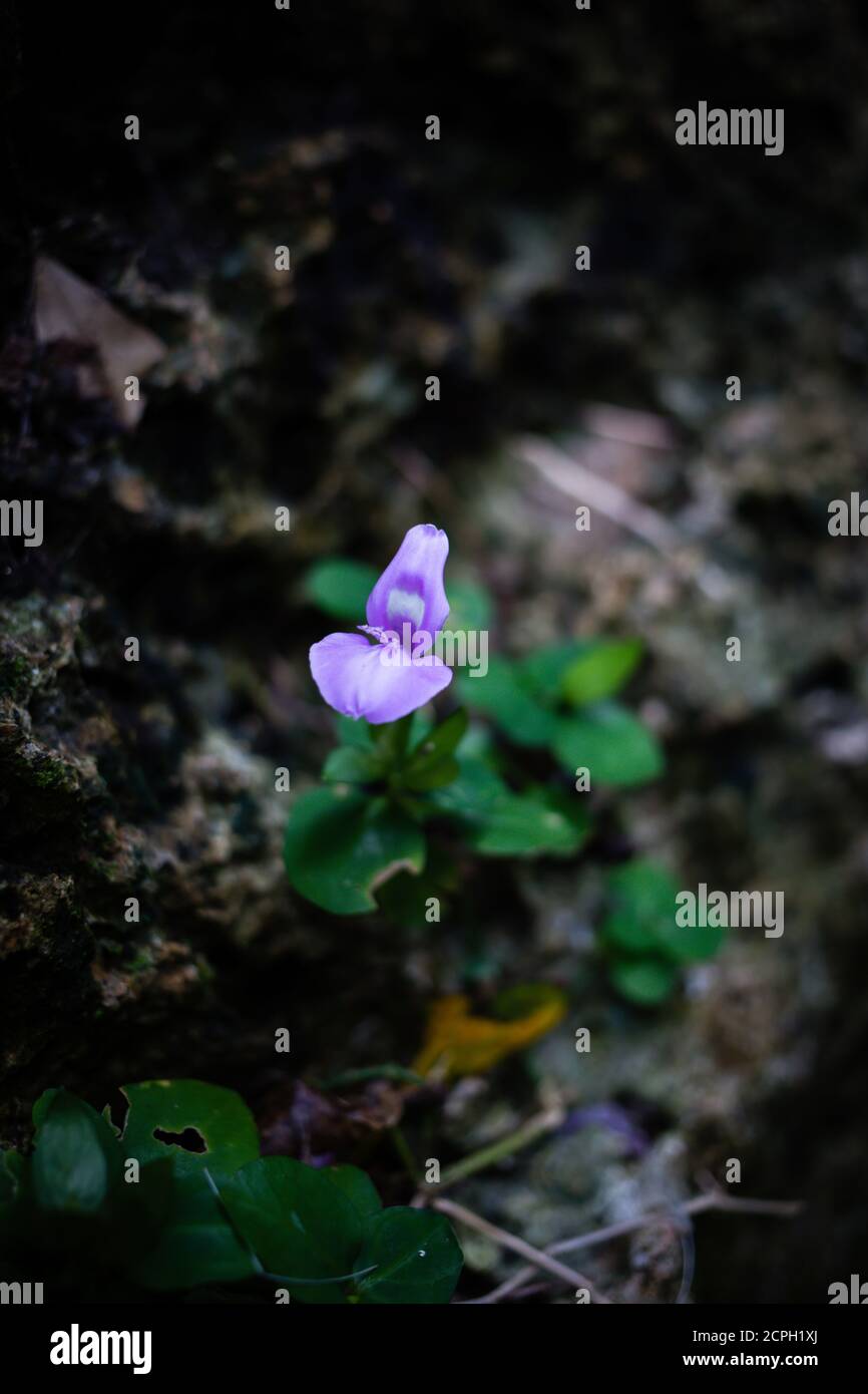 Purple bloom hi-res stock photography and images - Alamy