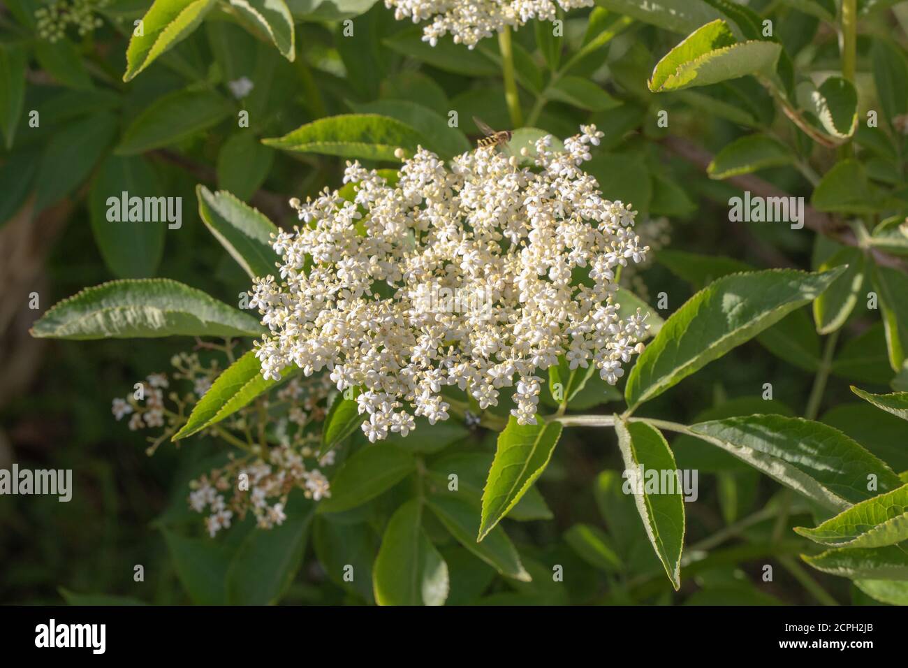 Elder (Sambucus nigra). Multiple bunches of flat-topped heads of numerous cream-white flowers. Stalked compound leaves of five to severn leaflets. Att Stock Photo