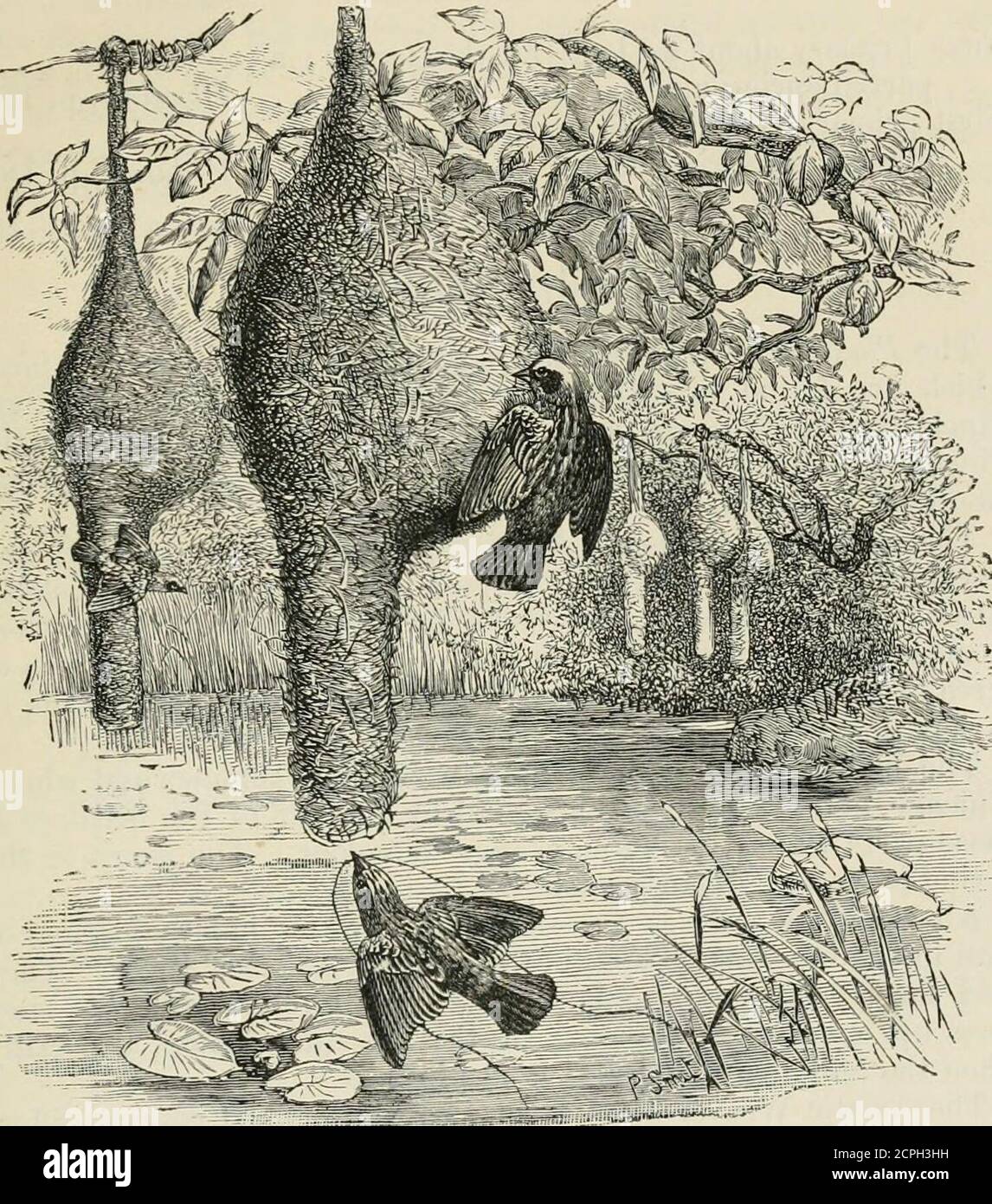 . The fauna of British India, including Ceylon and Burma . d. ii,p. 114. Coloration. Besembles T. strophiatus. Differs in having thewhole upper plumage greyish brown, with only the back streaked,the few traces of streaks visible on the crown being obscure orobsolete ; the lateral black bands on the crown are broader andmore massive ; the hinder part of the supercilium and the breastare pale rufous, not deep ferruginous. Iris dark brown ; base of bill, legs, and feet fleshy white ; uppermandible and base of lower dull black ; rest of lower mandible andclaws pale brown (Hume). Length 5*5 ; tail Stock Photo