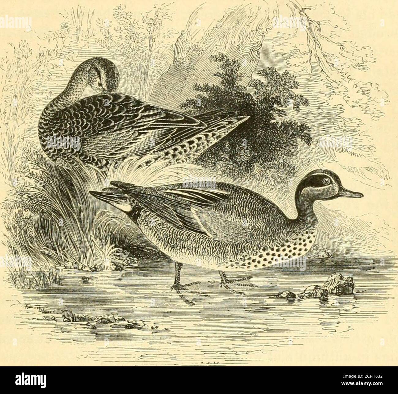 . A history of British birds . ANSERES. TEAL. 387 ANATID.E.. QUERQUEDULA CRECCA (Linn8BUS*). THE TEAL. Anas crecca. QuERQCEDULA, Stephensf.—Bill about as long as the head, the edges nearlyparallel ; the extremities of the lamella exposed along the projecting edge ofthe upper mandible ; nostrils small and oblong. Wings rather long, pointed,the first and second quill-feathers sub-equal and longer than the rest ; scapularsand inner secondaries elongated and pointed. Tail of sixteen feathers, shortand rounded. Legs short ; tarsus compressed, anteriorly scutellate ; hind toevery small ; outer toe m Stock Photo