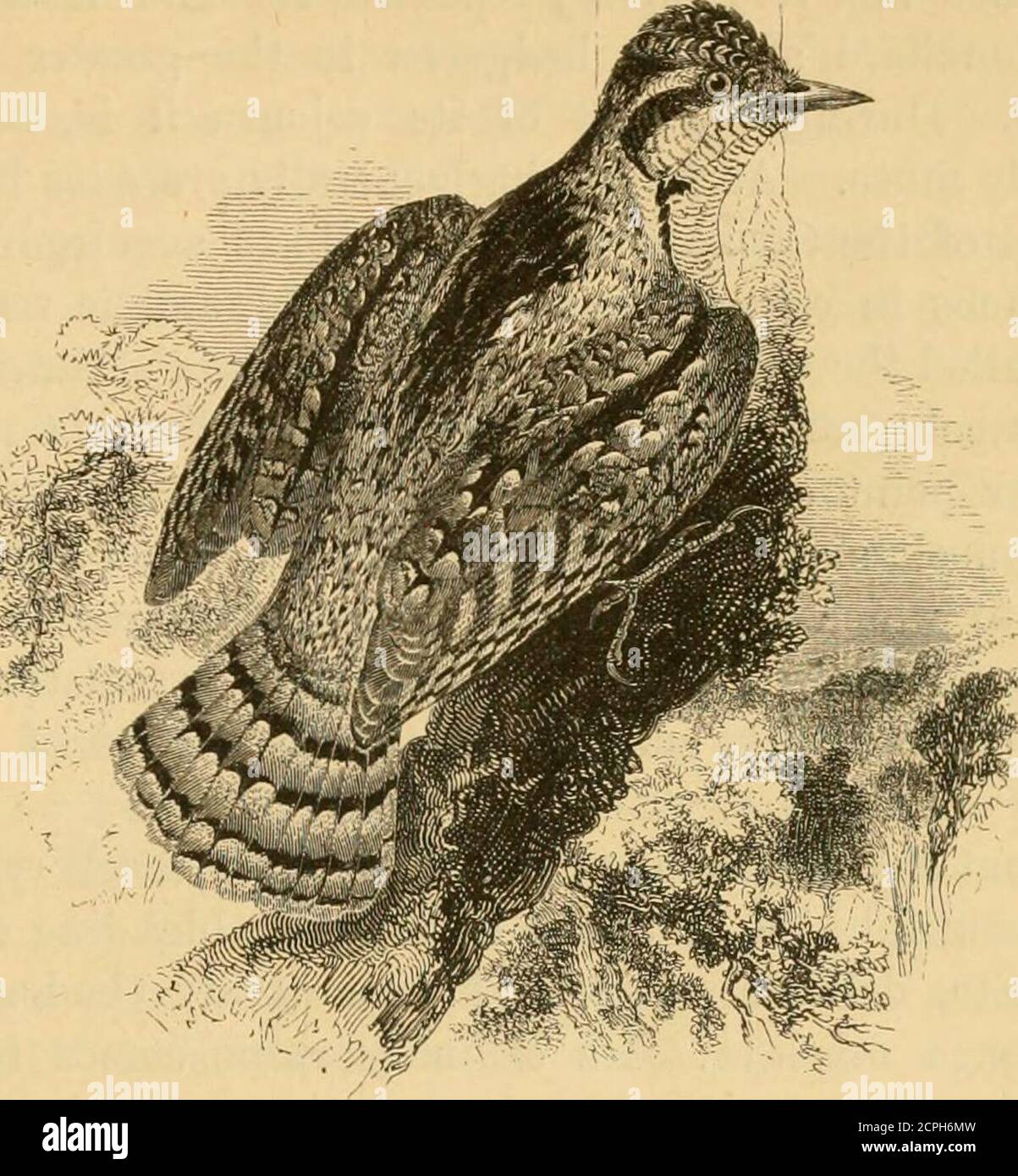. A history of British birds . nder the name of Saurognatha. Itmay be convenient to state that the substance of Malherbespretentious but unsatisfactory Monographic des Picides (Metz : 1859-62) has been succinctly given in Sundevalls Conspectus Avium Picinarum, and that the structure ofthe European species is the subject of a treatise by Kessler(Bull. Soc. Nat. Mosc. xvii. p. 285) and of a shorter noticeby Nitzsch, published many years after his death (Zeitschr.fur Ges. Naturw. 1866, p. 477). * The sale-catalogue of Donovans Museum in 1818 includes as Lot 420 a birdof this siDecies to which is Stock Photo