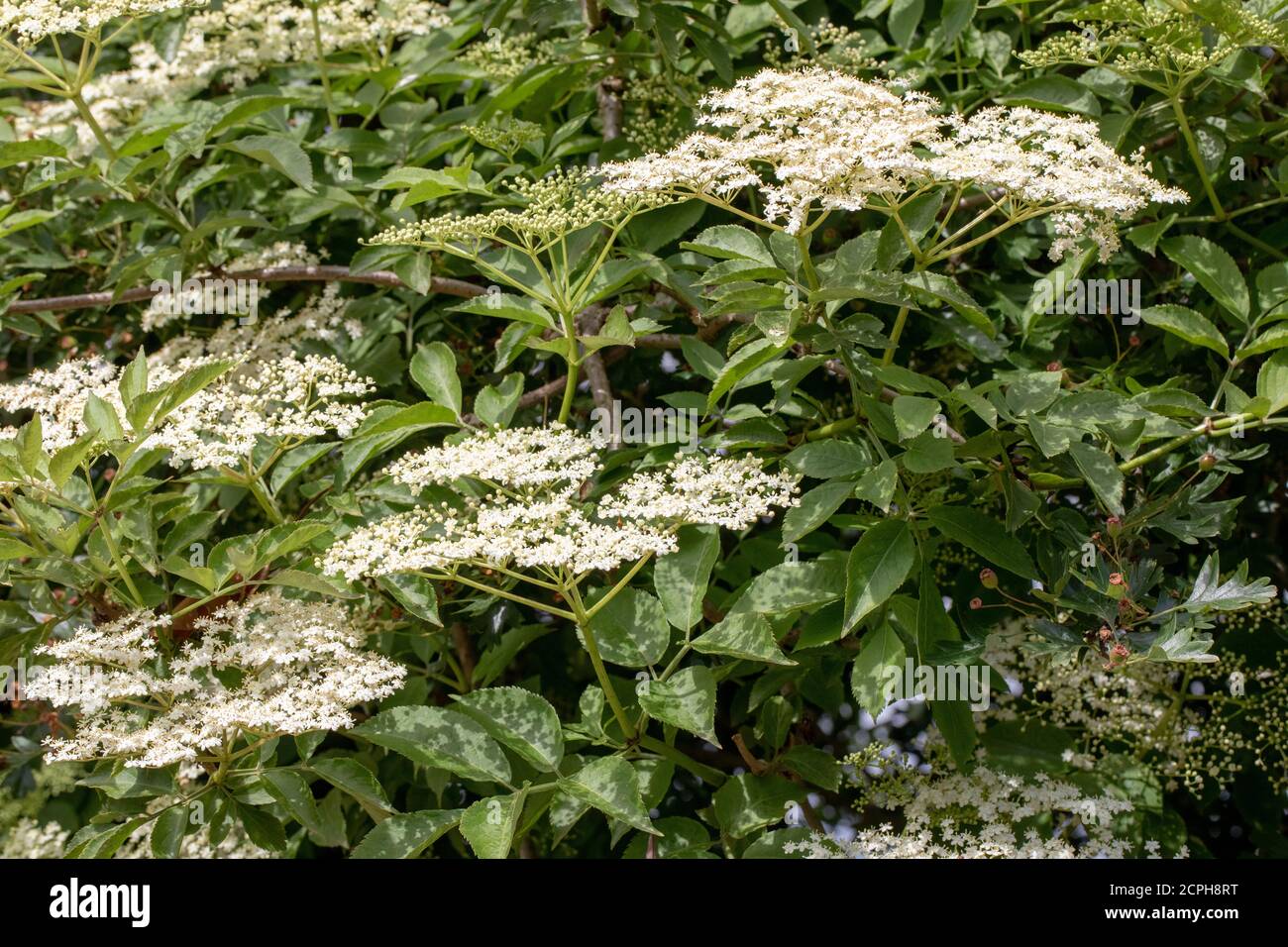 Elder (Sambucus nigra). Multiple bunches of flat-topped heads of numerous buds and cream-white flowers. Stalked compound leaves of five to severn leaf Stock Photo
