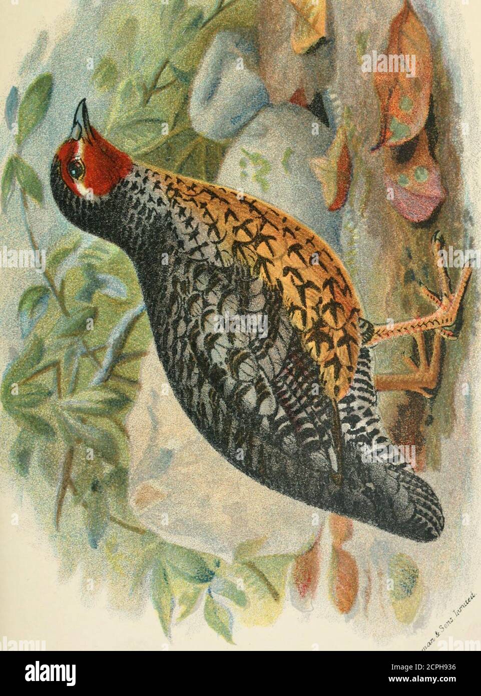 A hand-book to the game-birds . THE PAINTED BUSH-QUAILS. 159 Adult  Female.—Like the female of M. erythrorhyticha, butpaler. Range.—Central  Provinces of India. III. THE MANIPUR PAINTED BUSH-QUAIL.  MICROPERDIXMANIPURENSIS. Perdicida 7nampurensis, Hume,