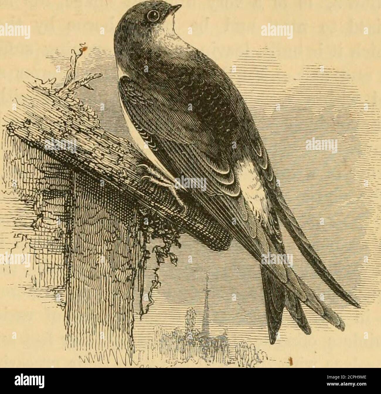 . A history of British birds . MARTIN. PASSE RES. 349 IIIRUNDINIDJS.. Chelidon urbica (Linnaeus*).THE MARTIN.Hirundo urhica. Chelidon, F. Boie.f—Bill short, depressed and very wide at the base, cominis-sure slightly decurved. Nostrils basal, oval, partly closed by a membrane andopening laterally. Wings, with nine primaries, long and pointed. Tail forked,of twelve feathers, the outermost not abruptly attenuated. Legs and feetslender, closely feathered above, toes rather long, three in front, one behind,claws moderate, sharp. The spring-appearance of the Martin in Europe is usuallysome days late Stock Photo